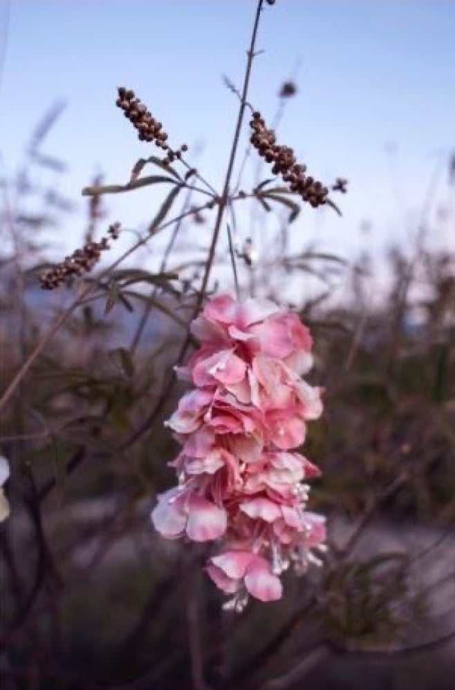 Flora Long Ear Cuff Pink
